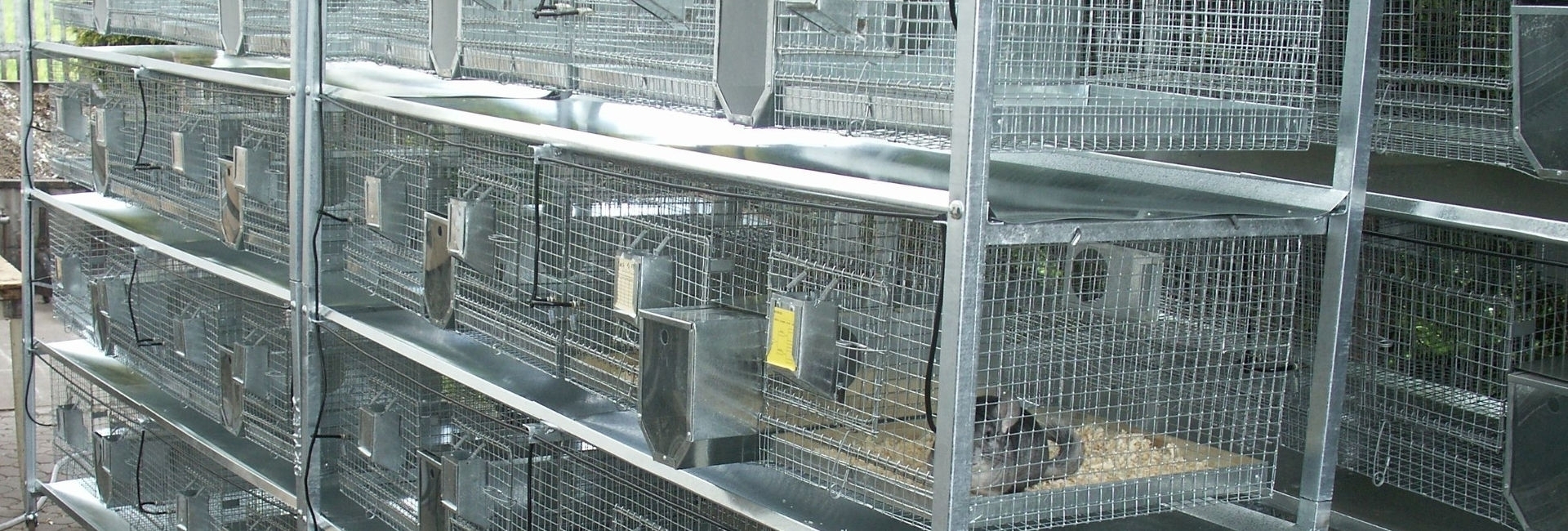 تربية شينشيلا SZYLEX، الغذاء، الأعلاف، الأقفاص، شنشيلا في بولندا 03