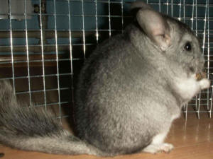 تربية شينشيلا SZYLEX، الغذاء، الأعلاف، الأقفاص، شنشيلا في بولندا 01
