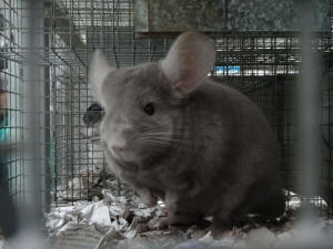 تربية شينشيلا SZYLEX، الغذاء، الأعلاف، الأقفاص، شنشيلا في بولندا 02