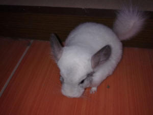 تربية شينشيلا SZYLEX، الغذاء، الأعلاف، الأقفاص، شنشيلا في بولندا 03