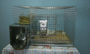 تربية شينشيلا SZYLEX، الغذاء، الأعلاف، الأقفاص، شنشيلا في بولندا 10